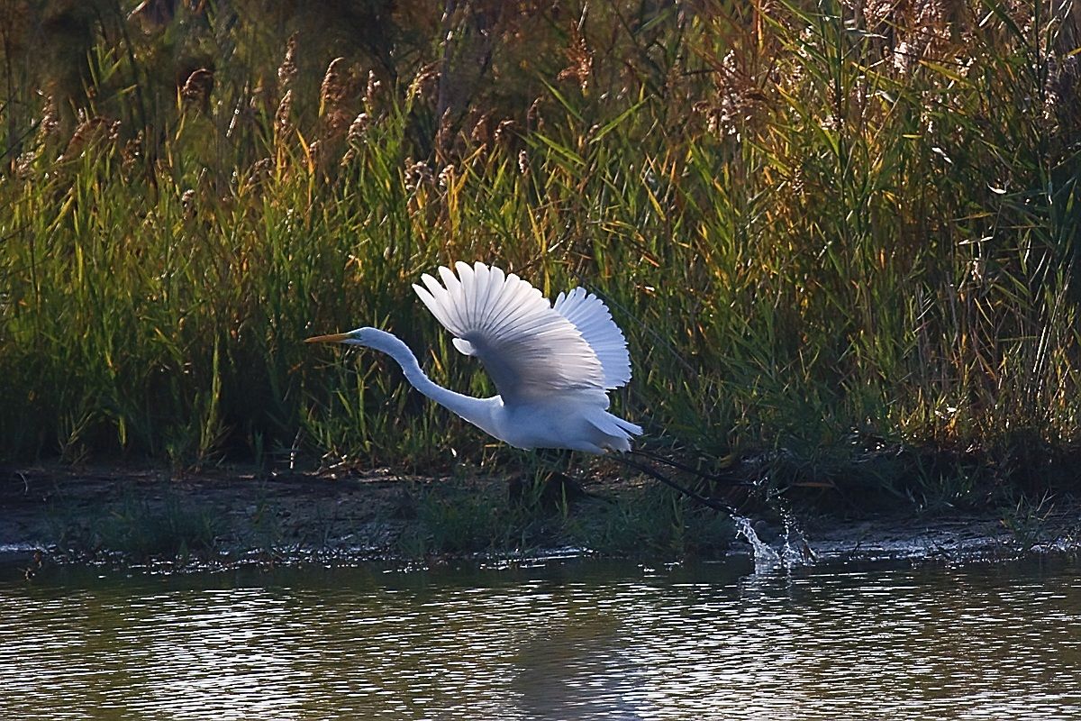 Airone bianco maggiore