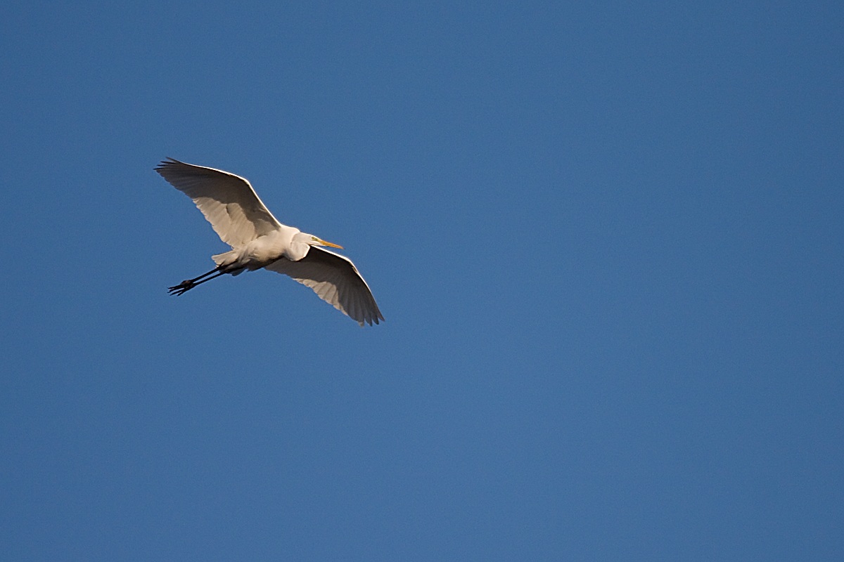 Airone Bianco Maggiore