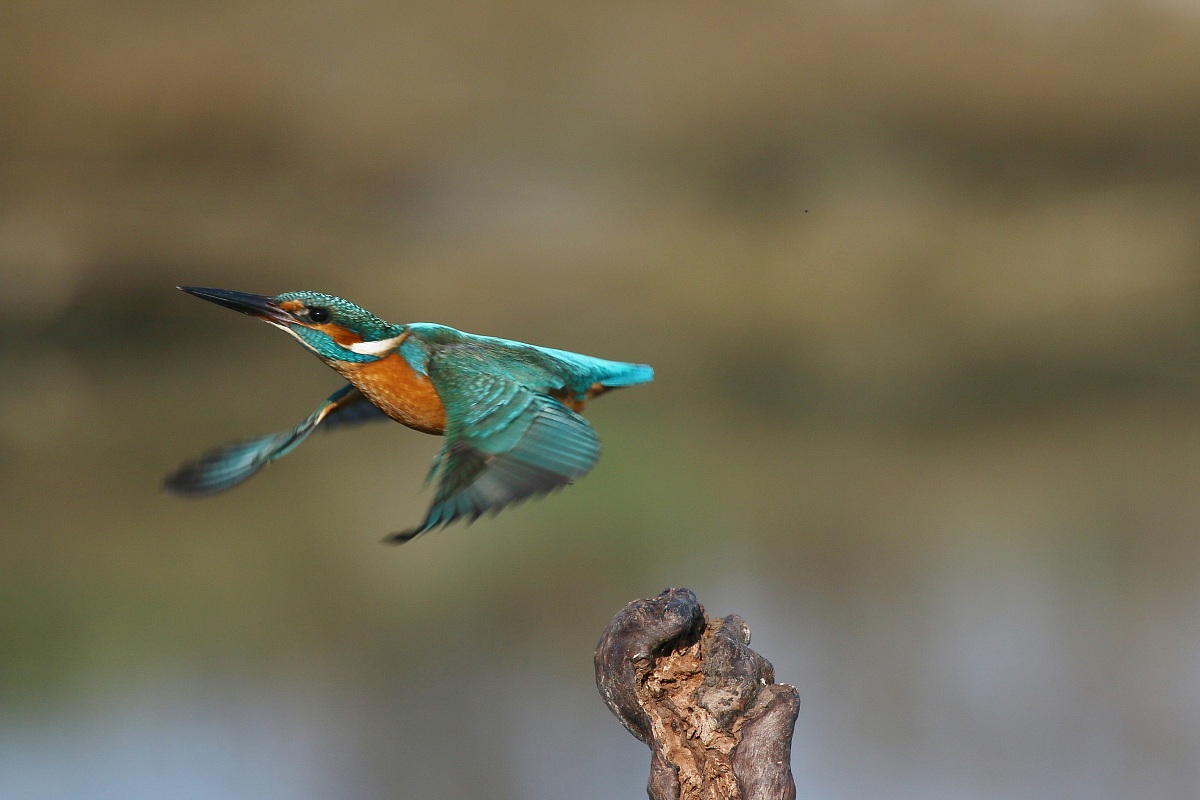 Martin on the fly rare rare .................