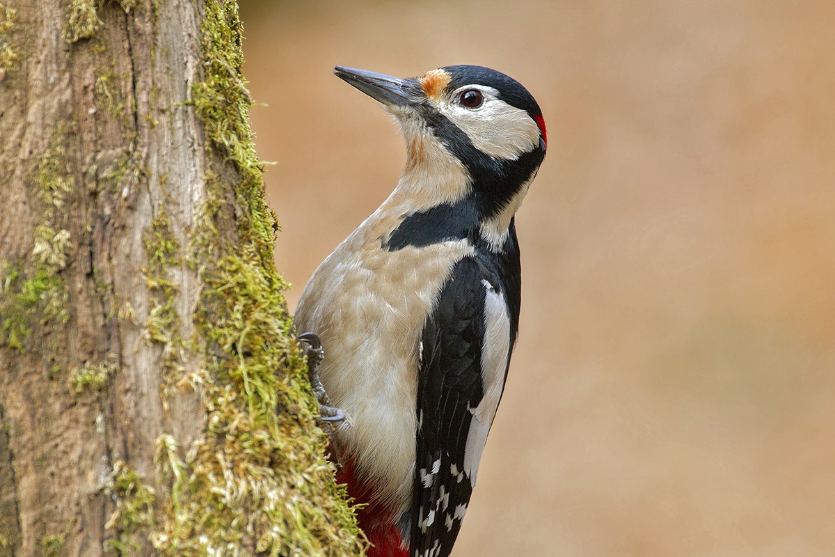 woodpecker