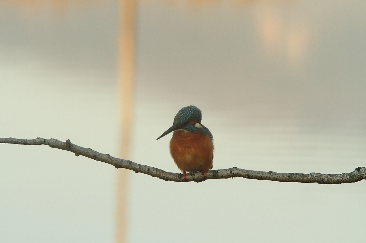 Mr. kingfisher