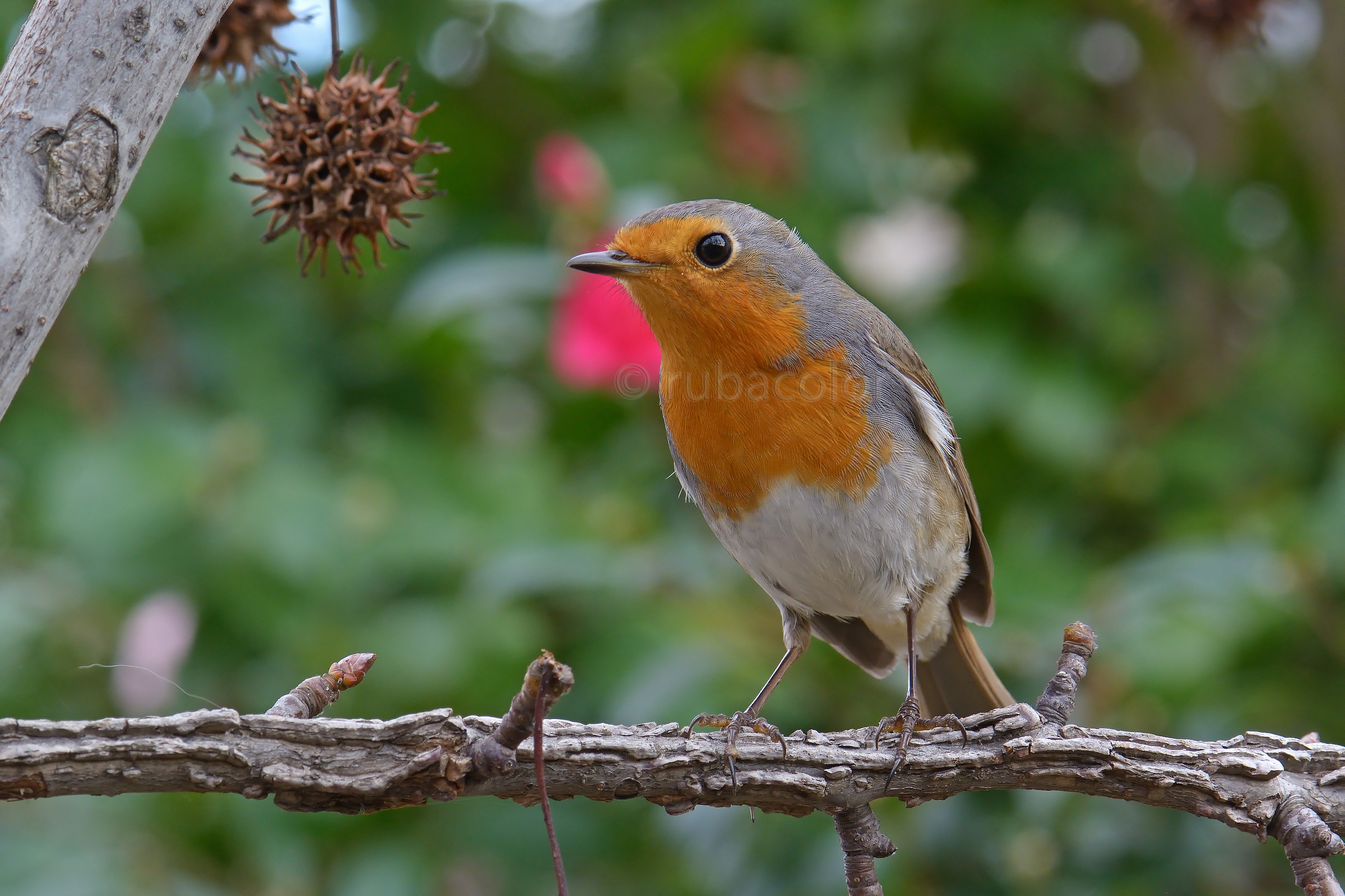 Un pettirosso nell'obiettivo macro  105