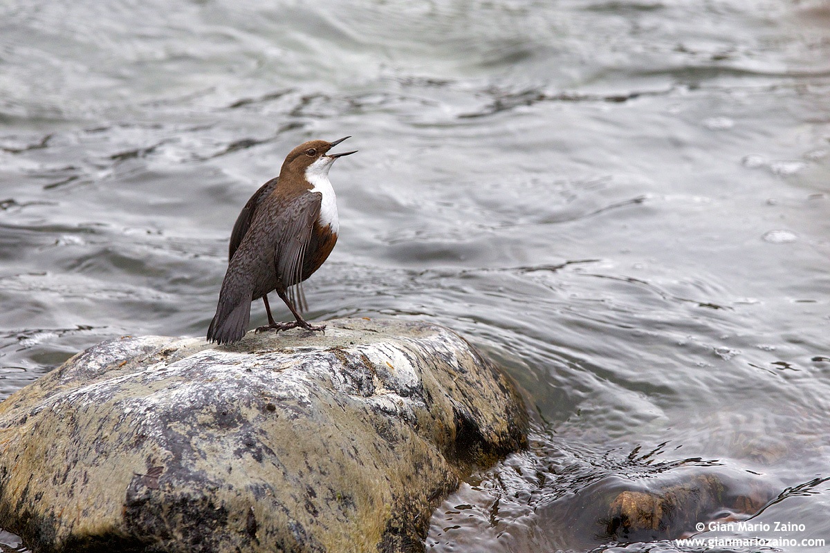 Cinclus cinclus / Merlo acquaiolo