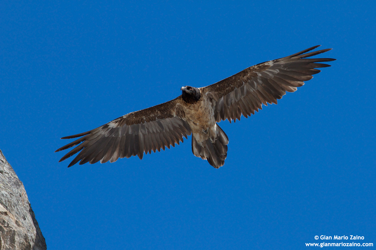 Gypaetus barbatus / Bearded Vulture - Vulture of the lambs