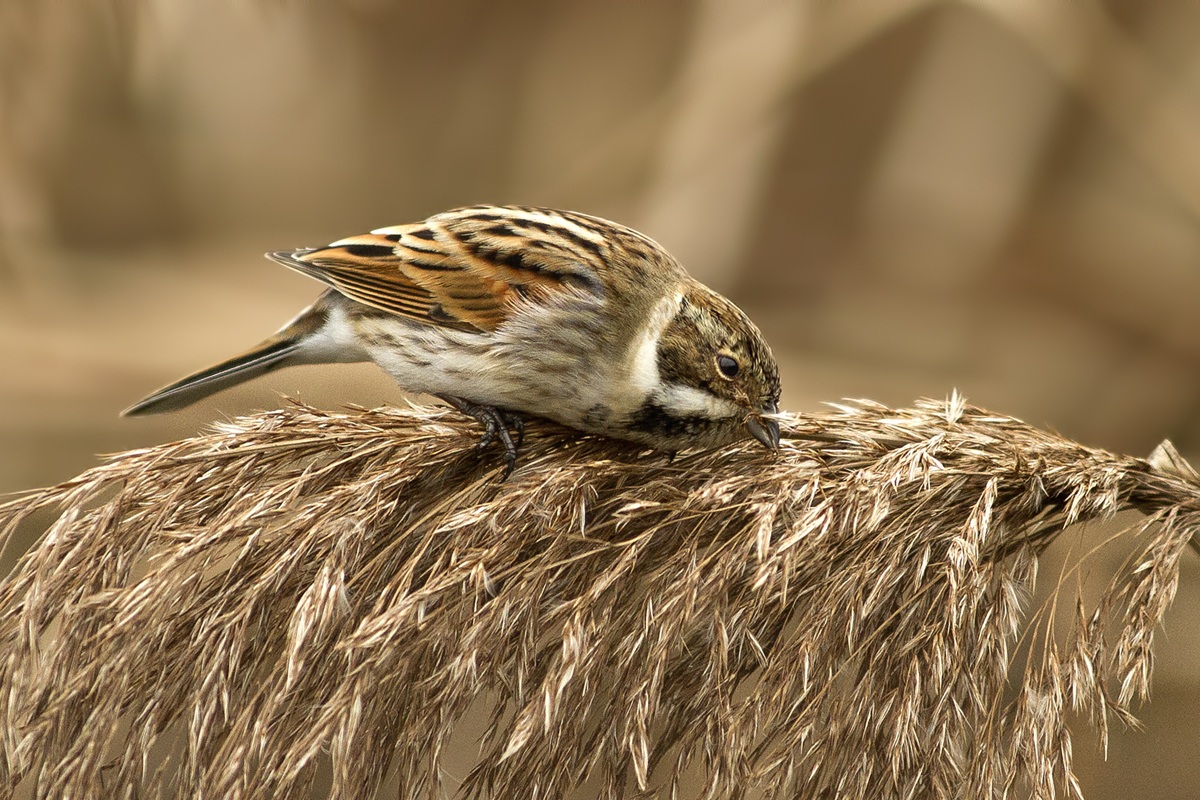 The Reed Bunting