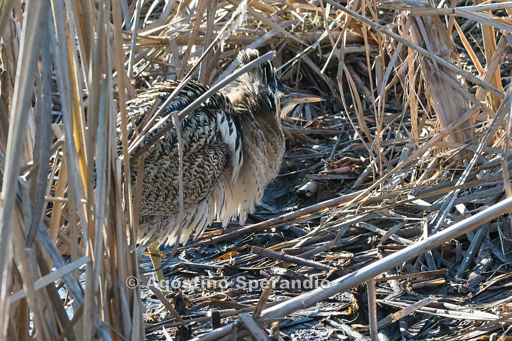 Today Bittern eating fish