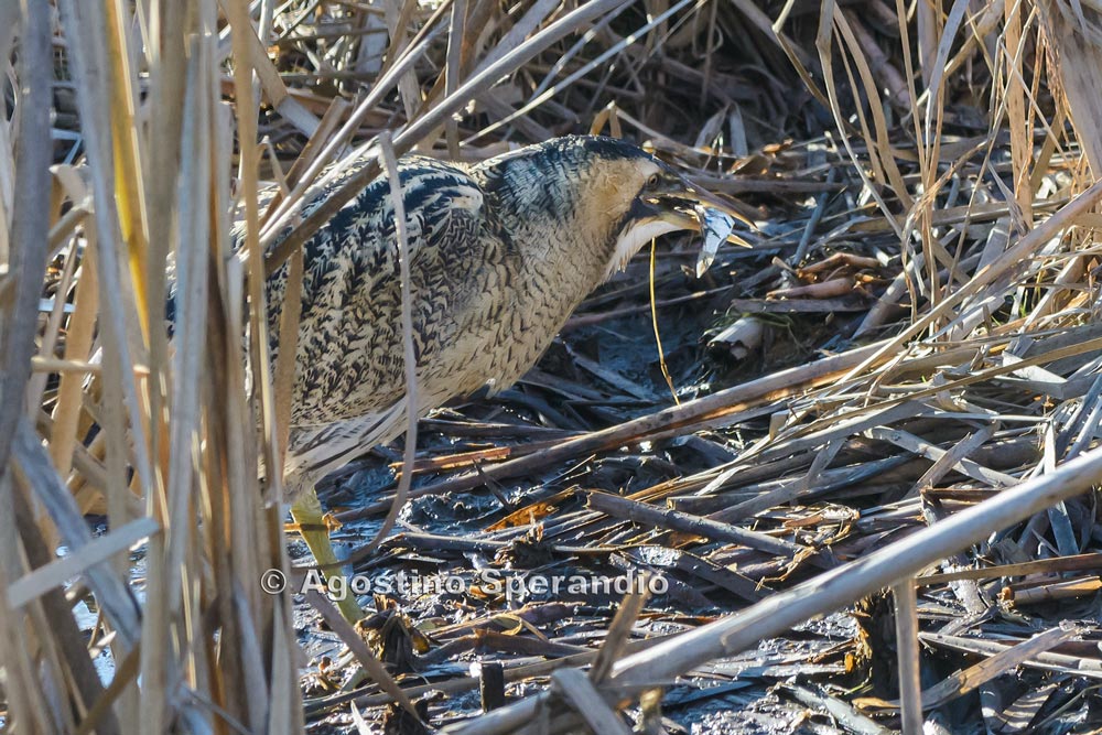 Bittern angry