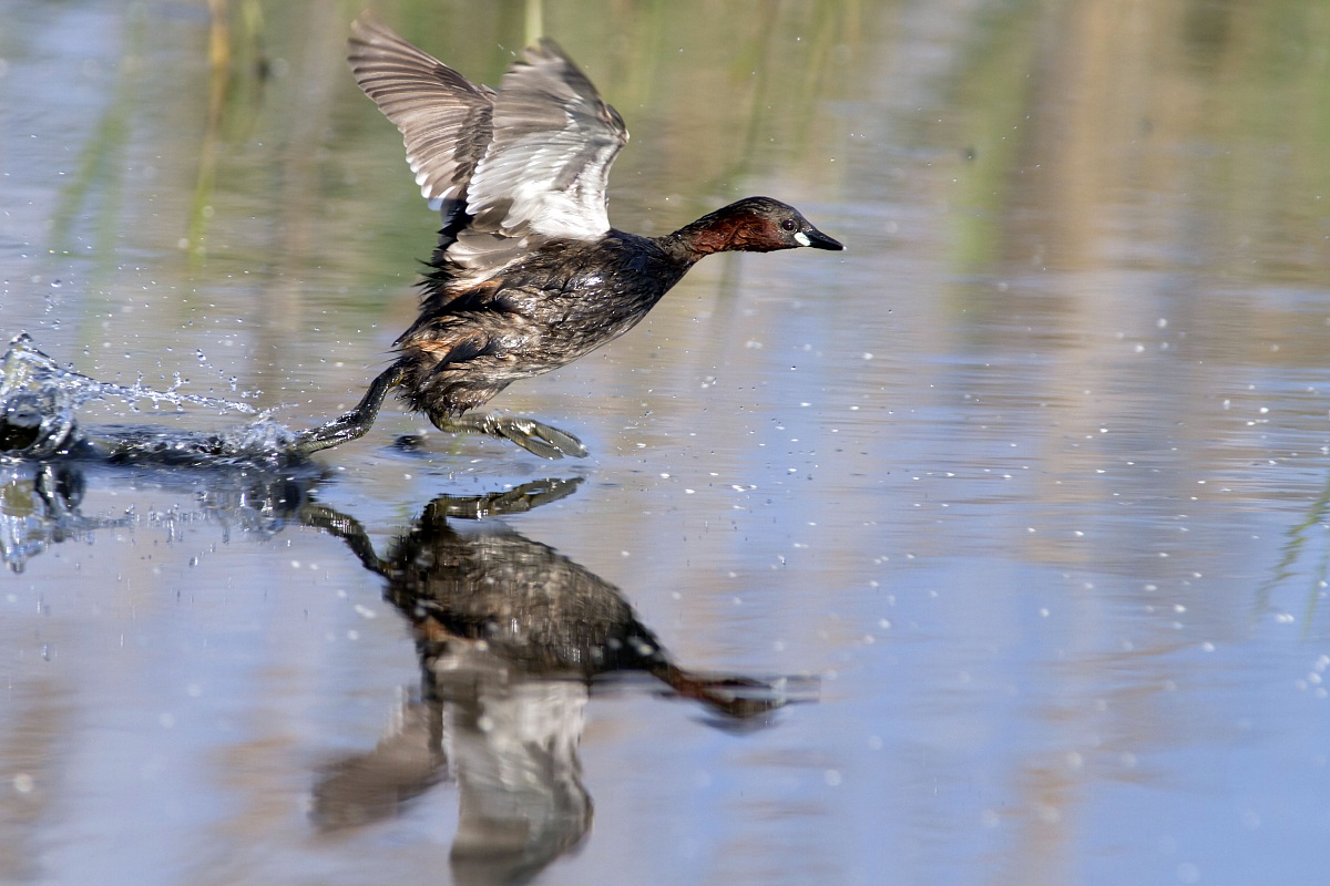 Little Grebe