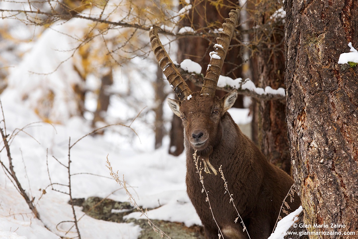 Capra ibex / Ibex / Alpine ibex
