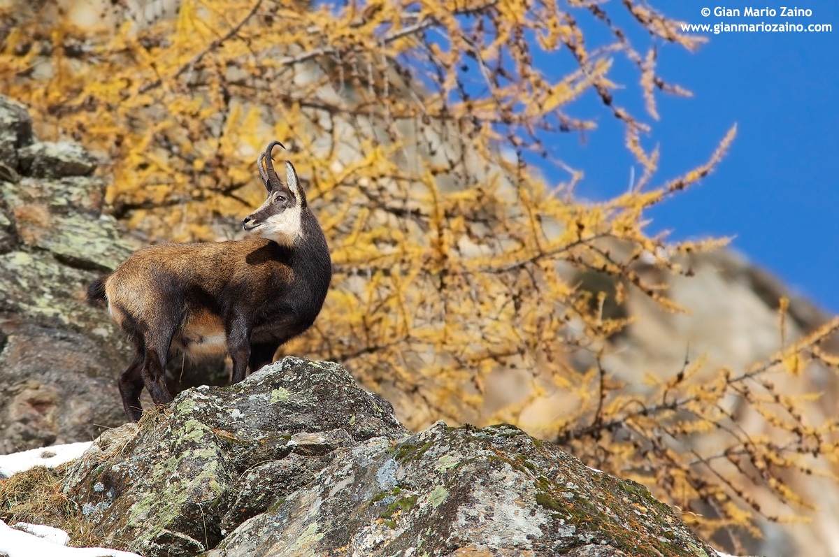 Rupicapra Rupicapra / Suede / Chamois