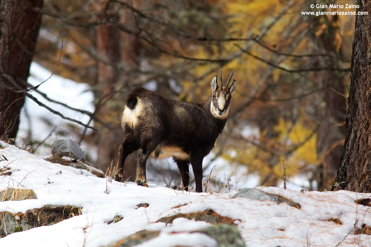 Rupicapra Rupicapra / Suede / Chamois / Chamois