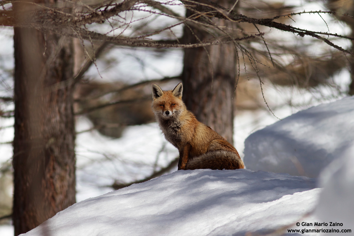 Vulpes vulpes / Fox / Red Fox / Renard roux