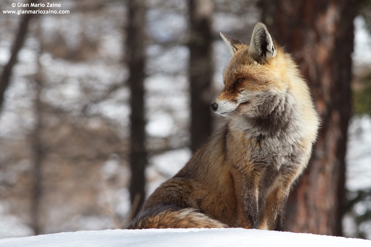 Vulpes vulpes / Fox / Red Fox / Renard roux
