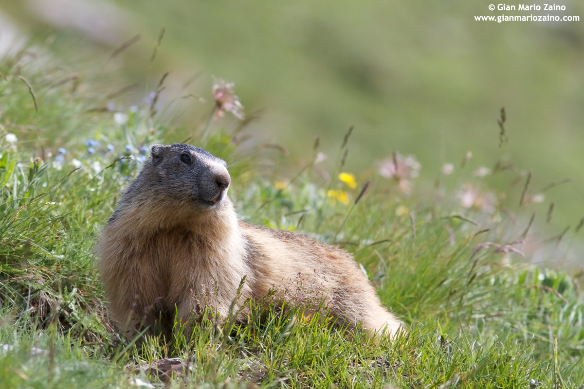 Marmota marmota / Marmot / Alpine marmot