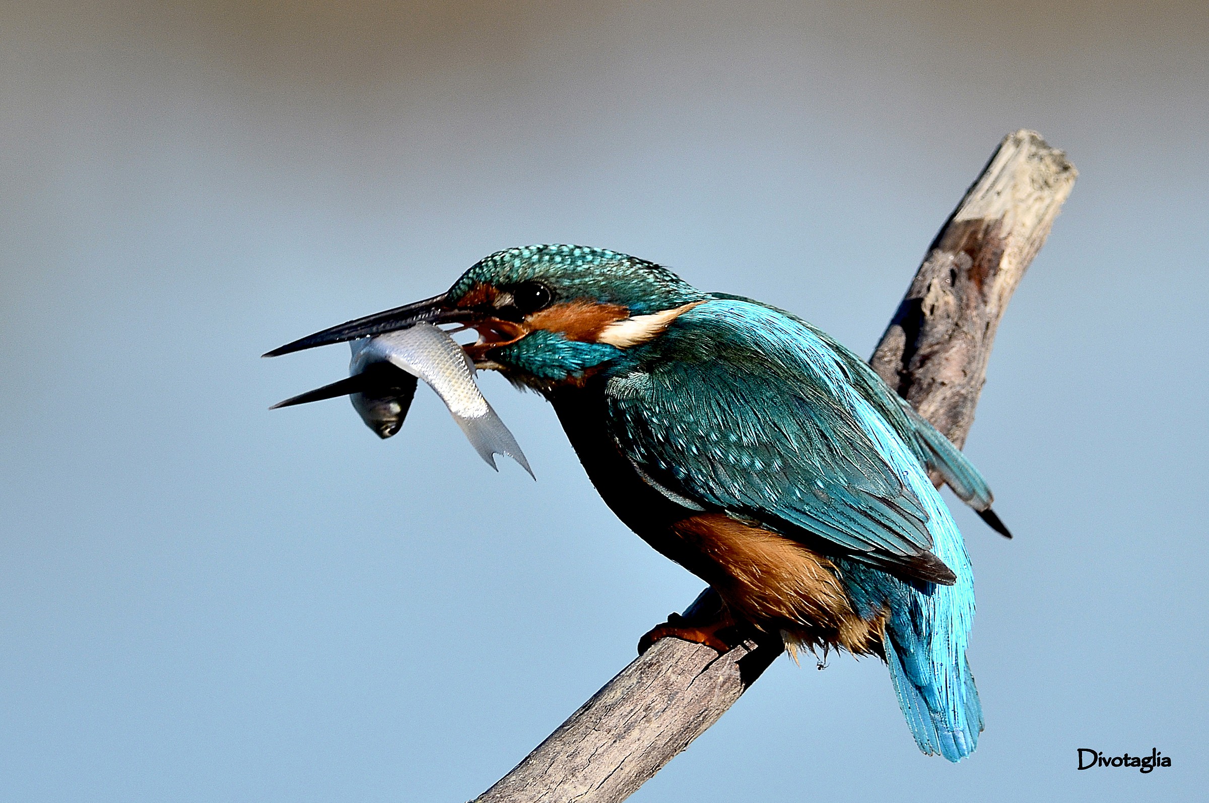Martino con la colazione.