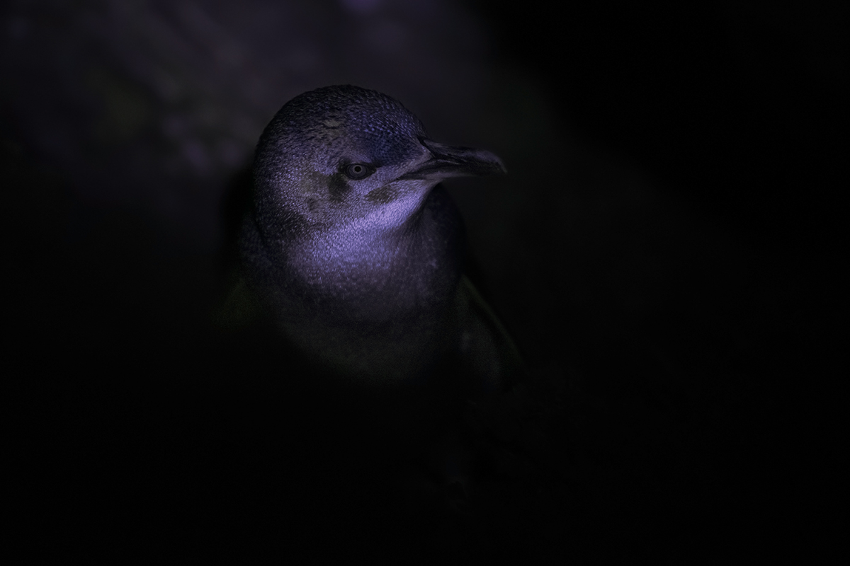 Little Penguin - Eudyptula minor