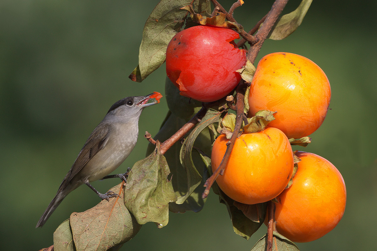 Blackcap male
