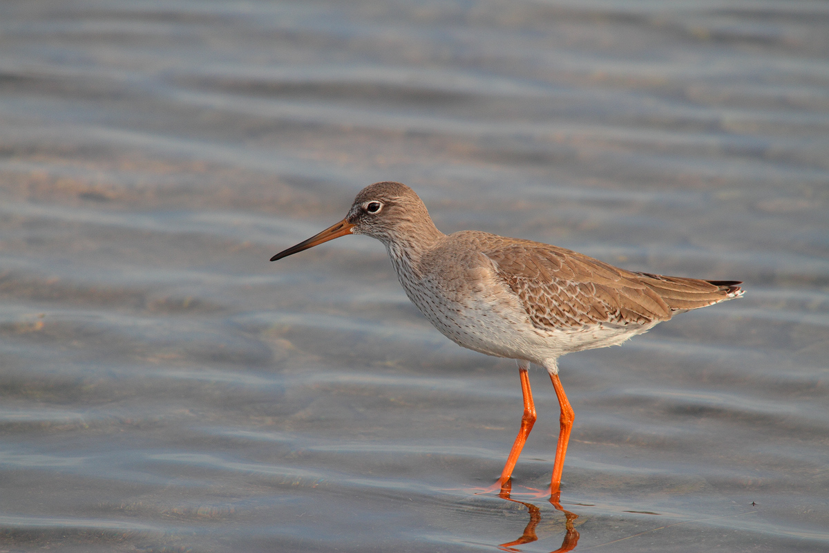 Redshank
