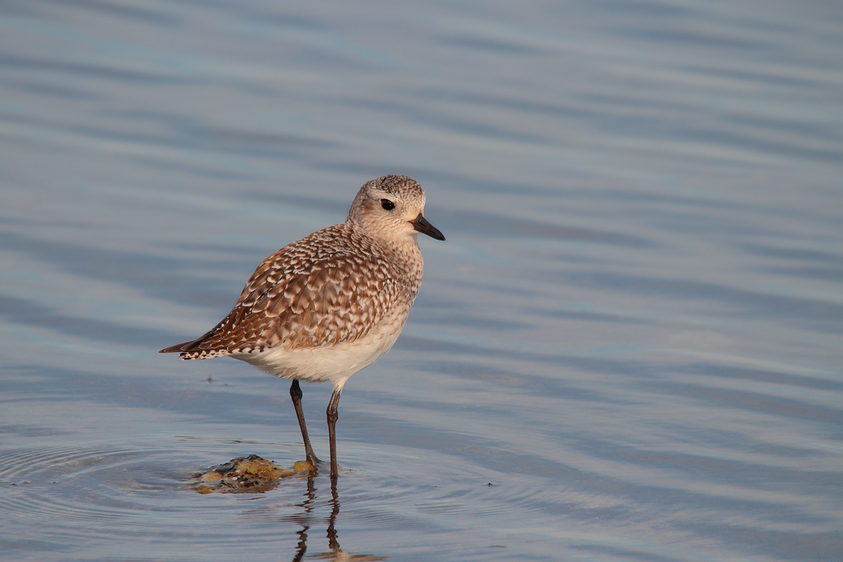 Black-bellied Plover