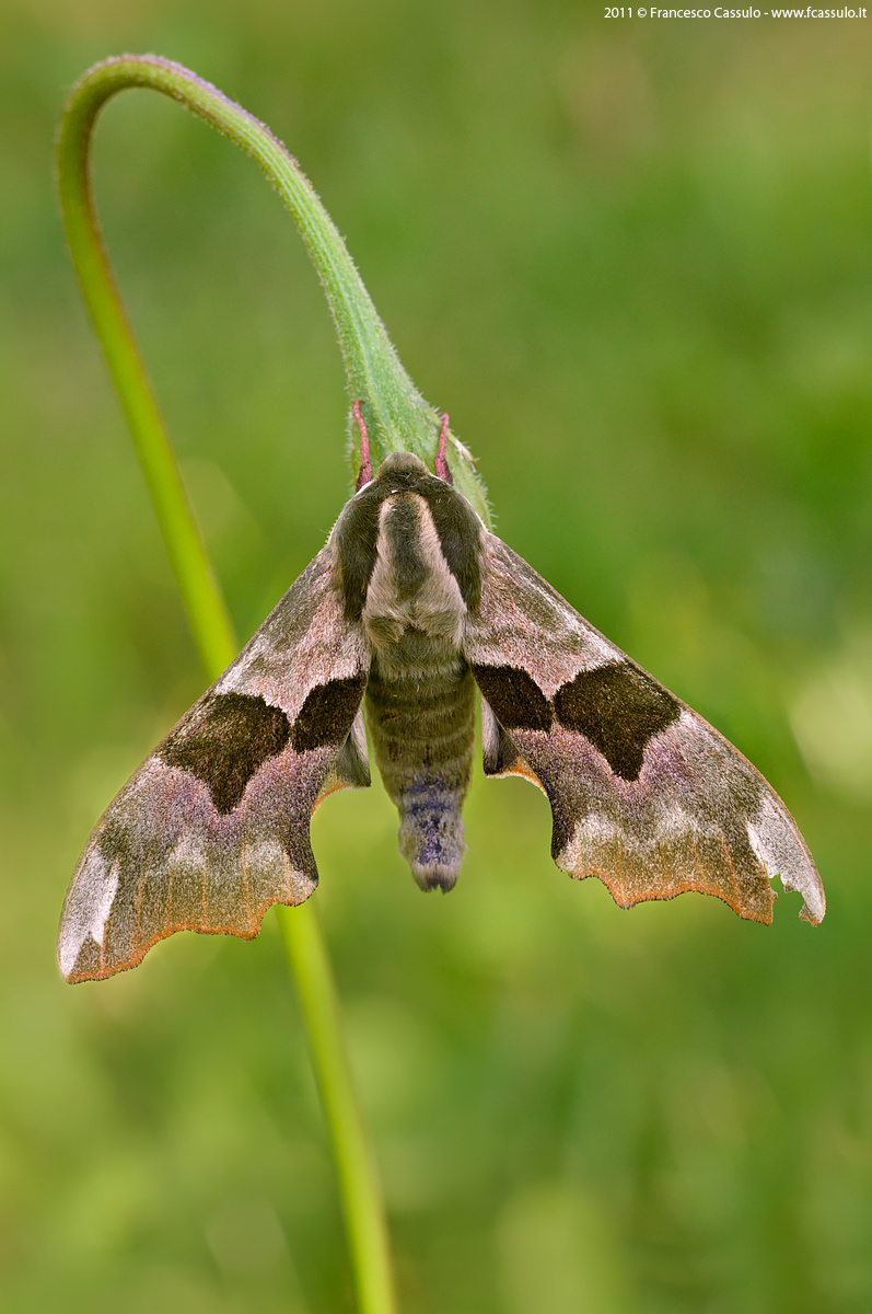 Mimas tiliae (Linnaeus, 1758)