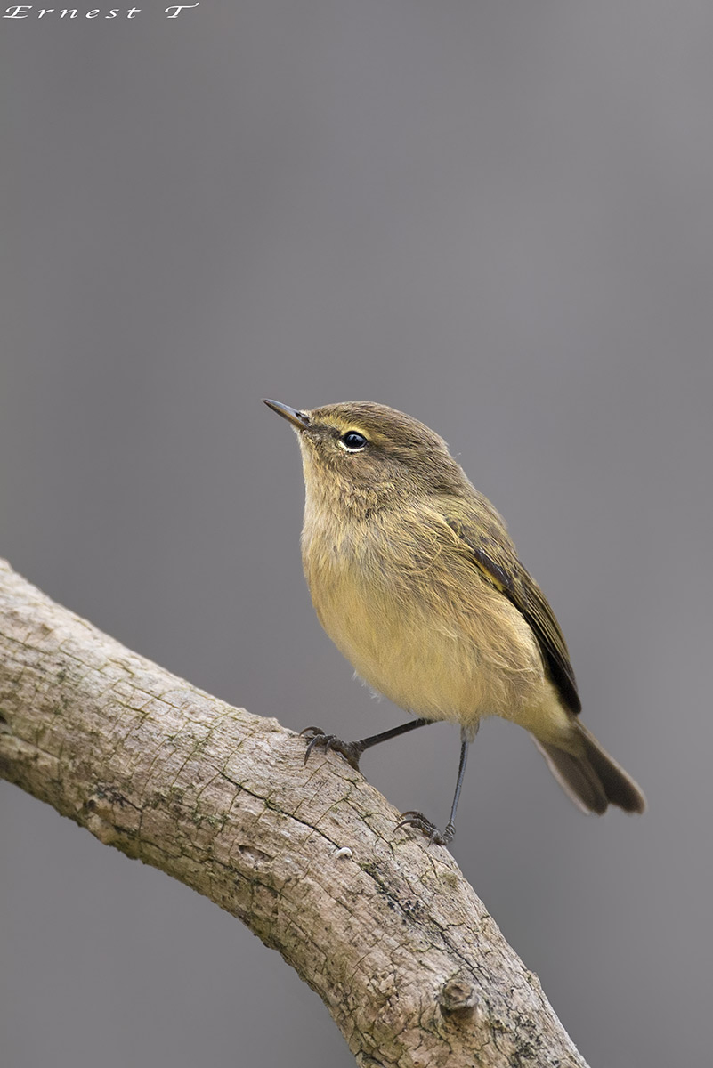 Small Warbler