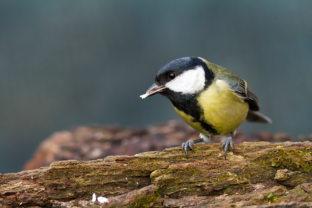 Great Tit