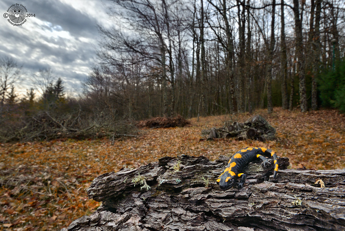 The salamanders choose Nikon