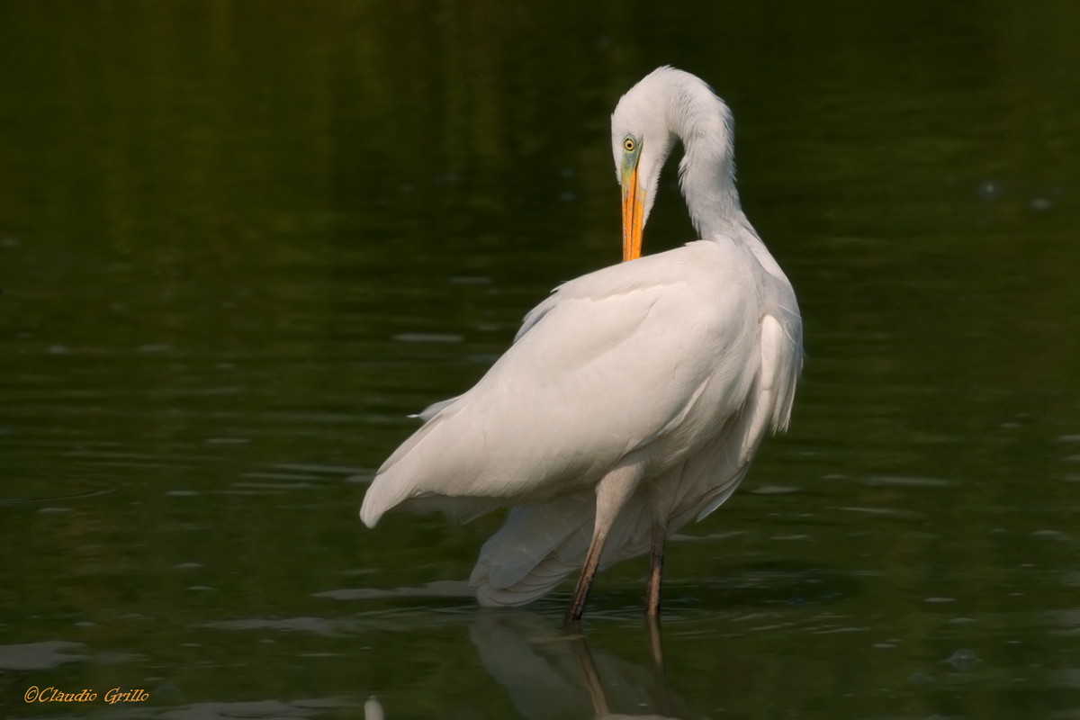 Airone bianco maggiore