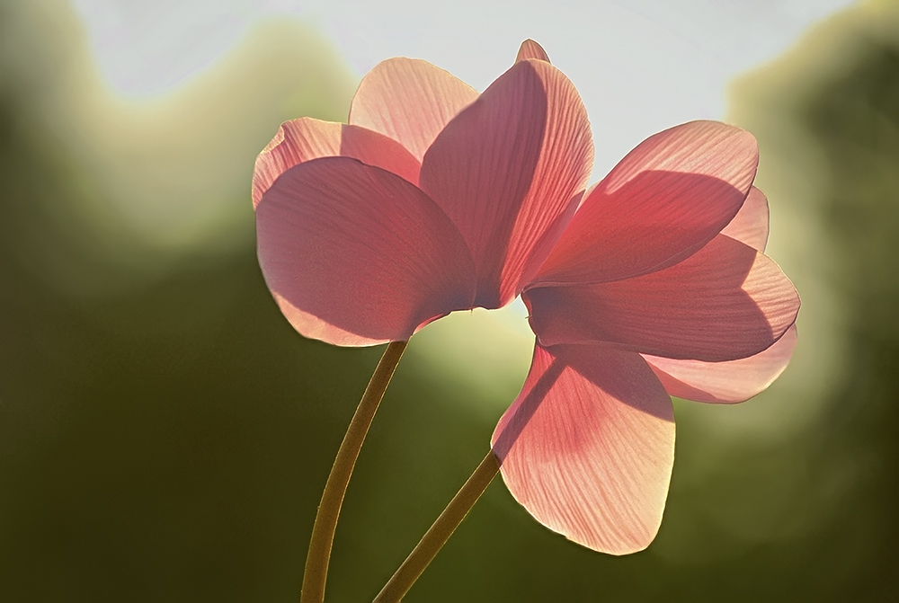 Un bacio oltre la siepe