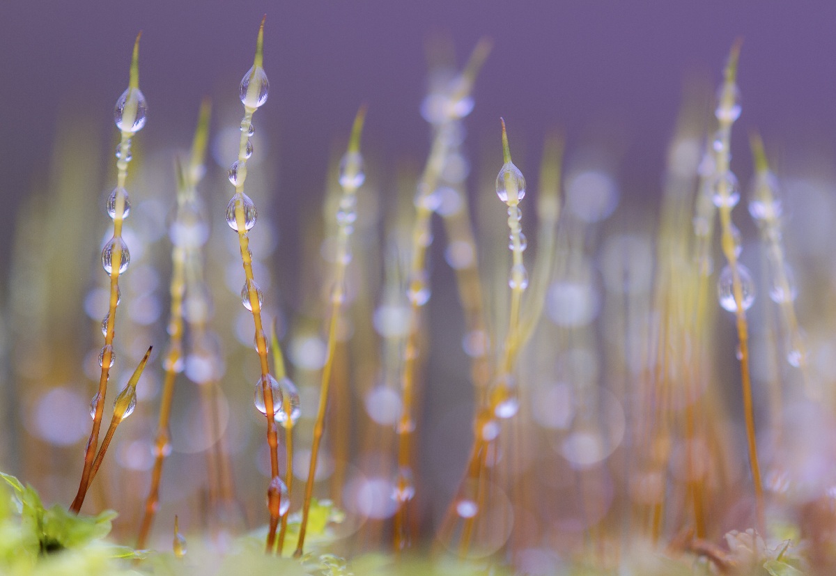 muschio psichedelico