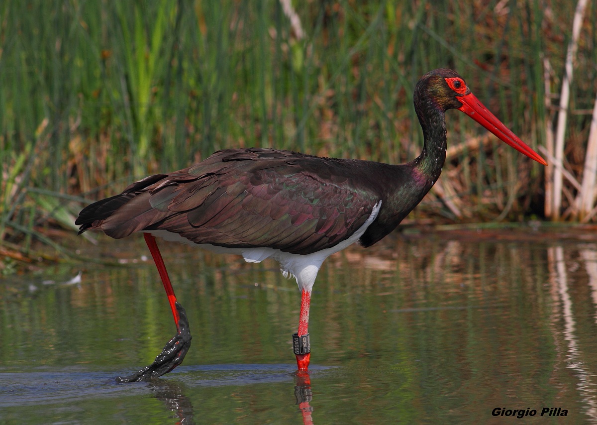 Black Stork