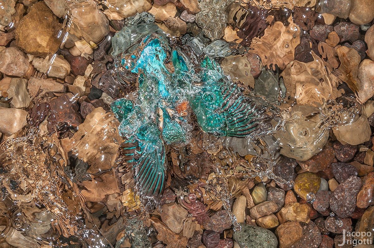 subacqueo - Alcedo atthis