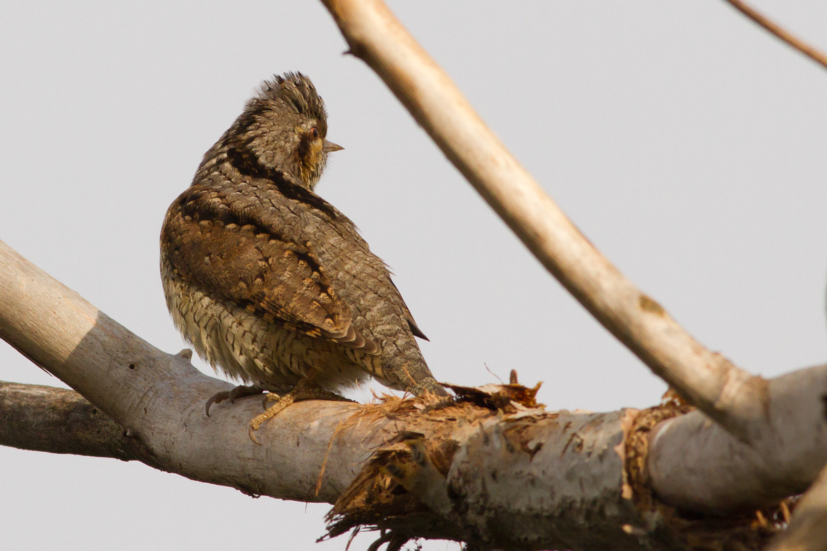 Non è stato un caso