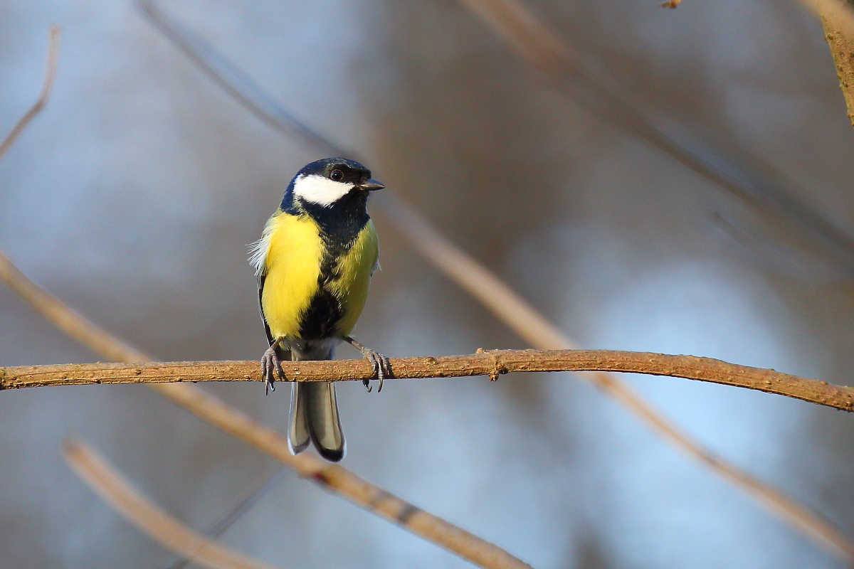 Great Tit