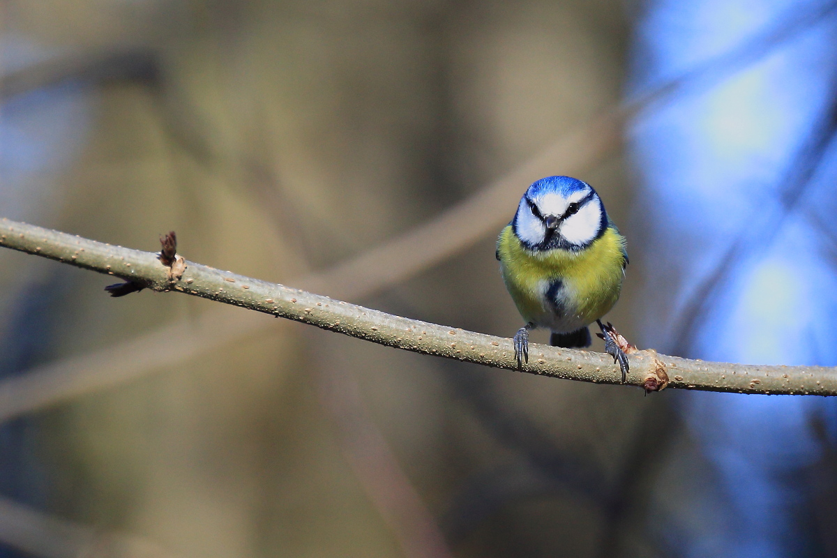 Blue Tit