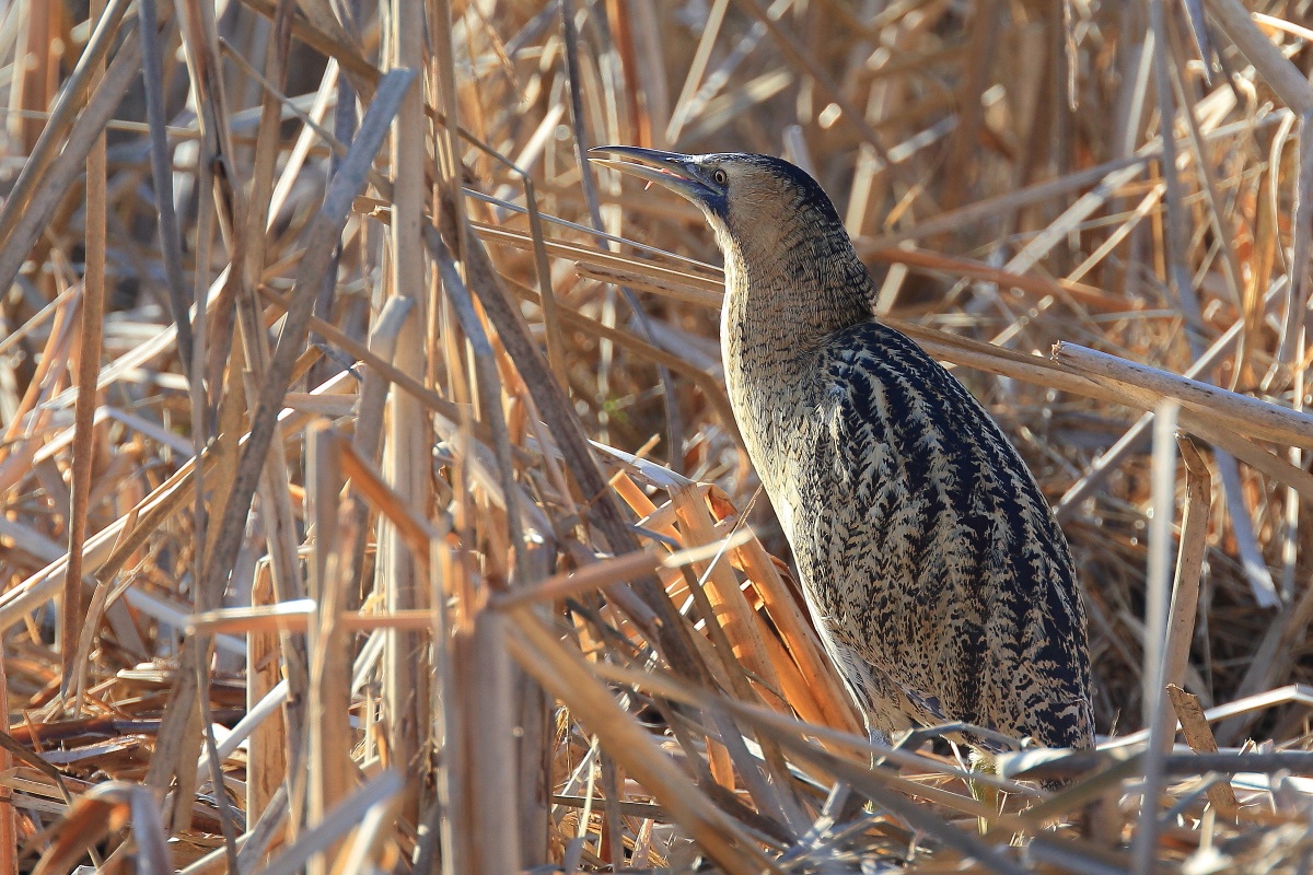 El Bittern ... with his tongue out