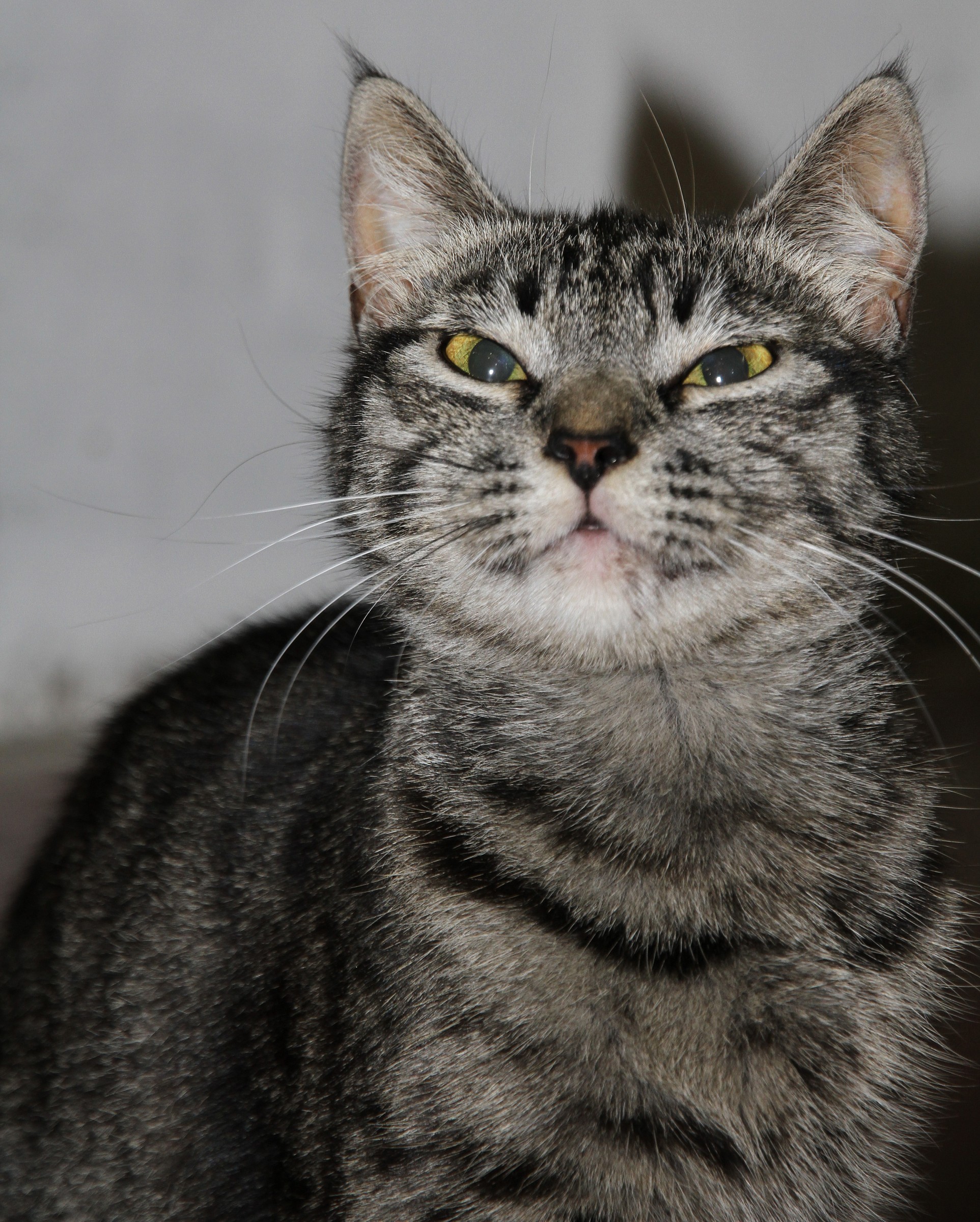 Lineamento Orientale