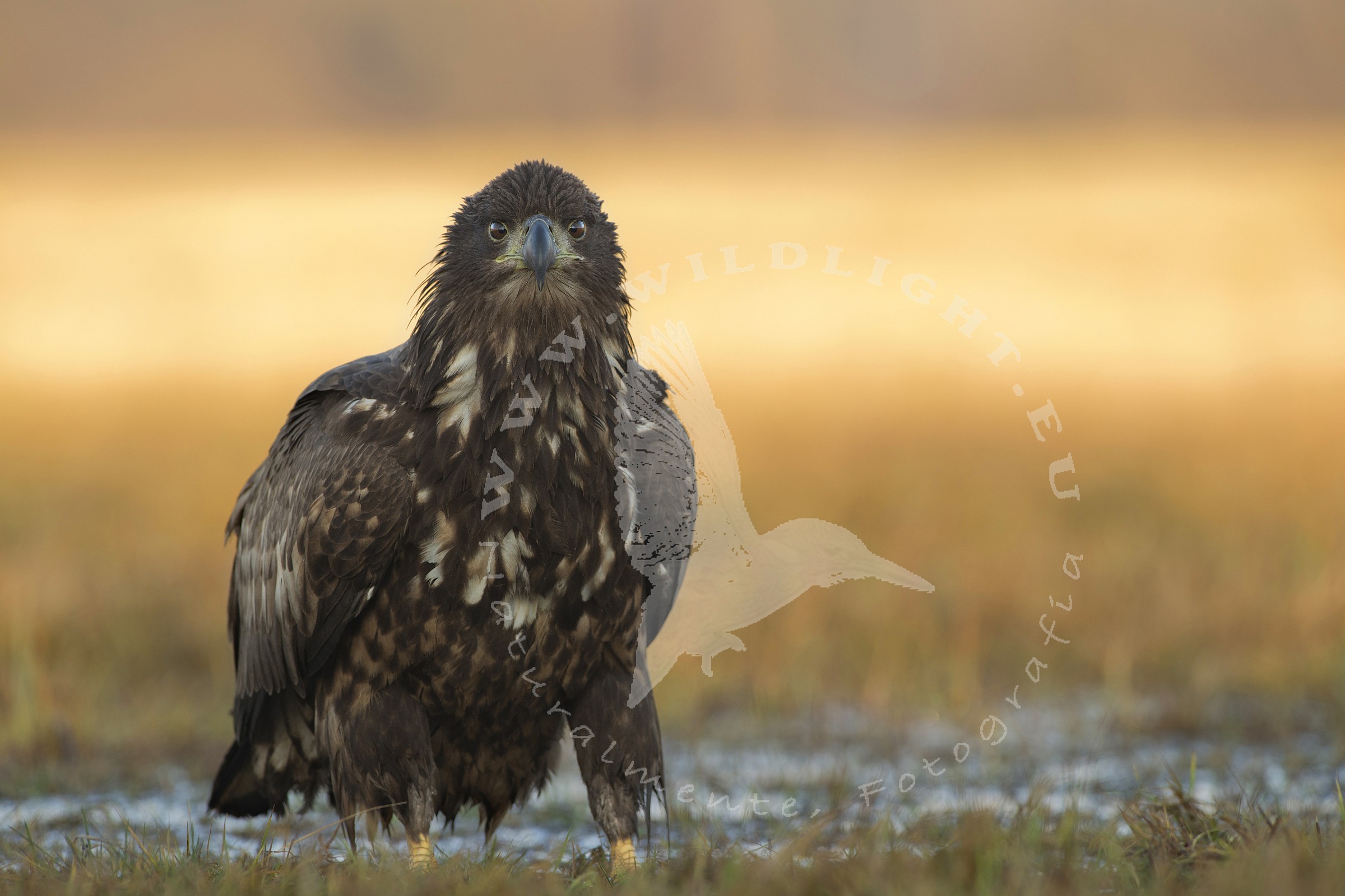 and the rising sun in your eyes ...