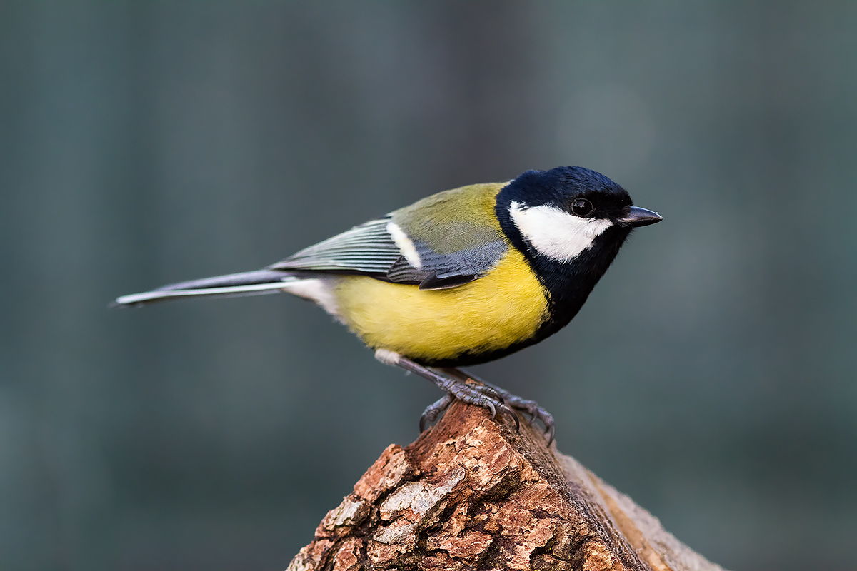 Great Tit