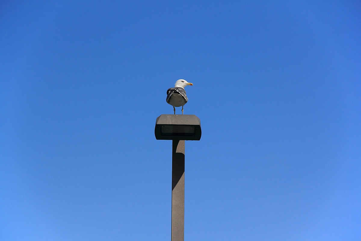 Pronto a spiccare il volo