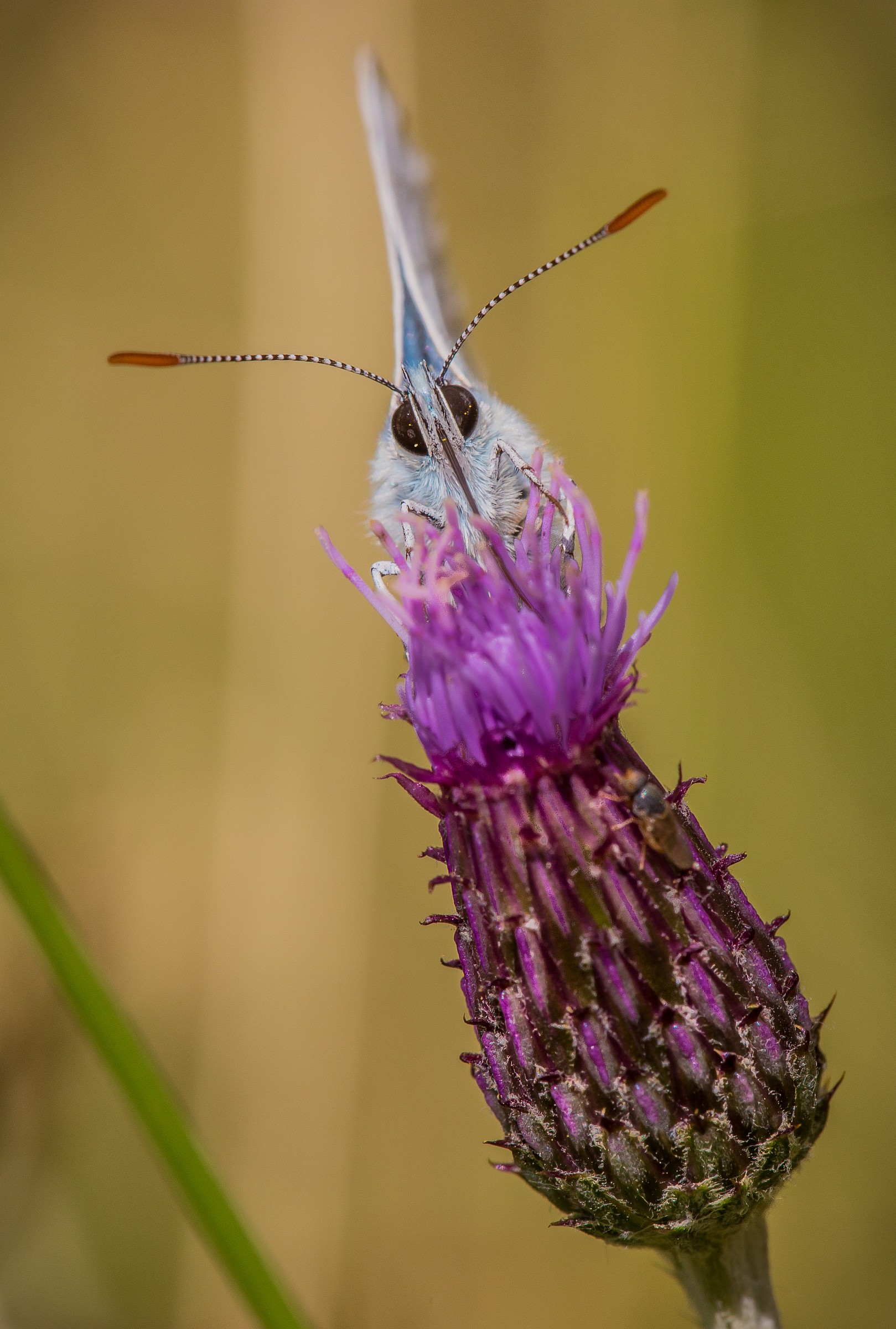 Butterfly on thistle