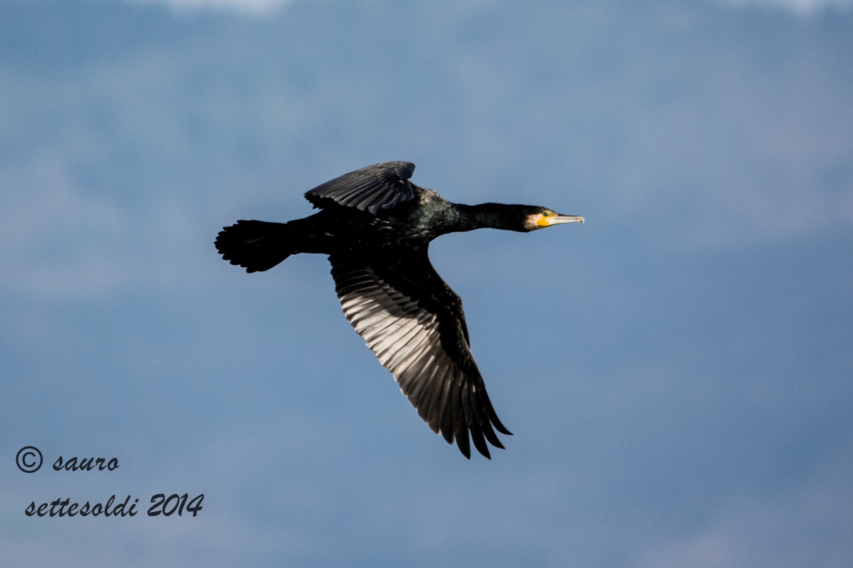 cormorano in volo