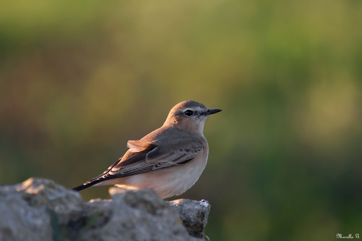 Wheatear
