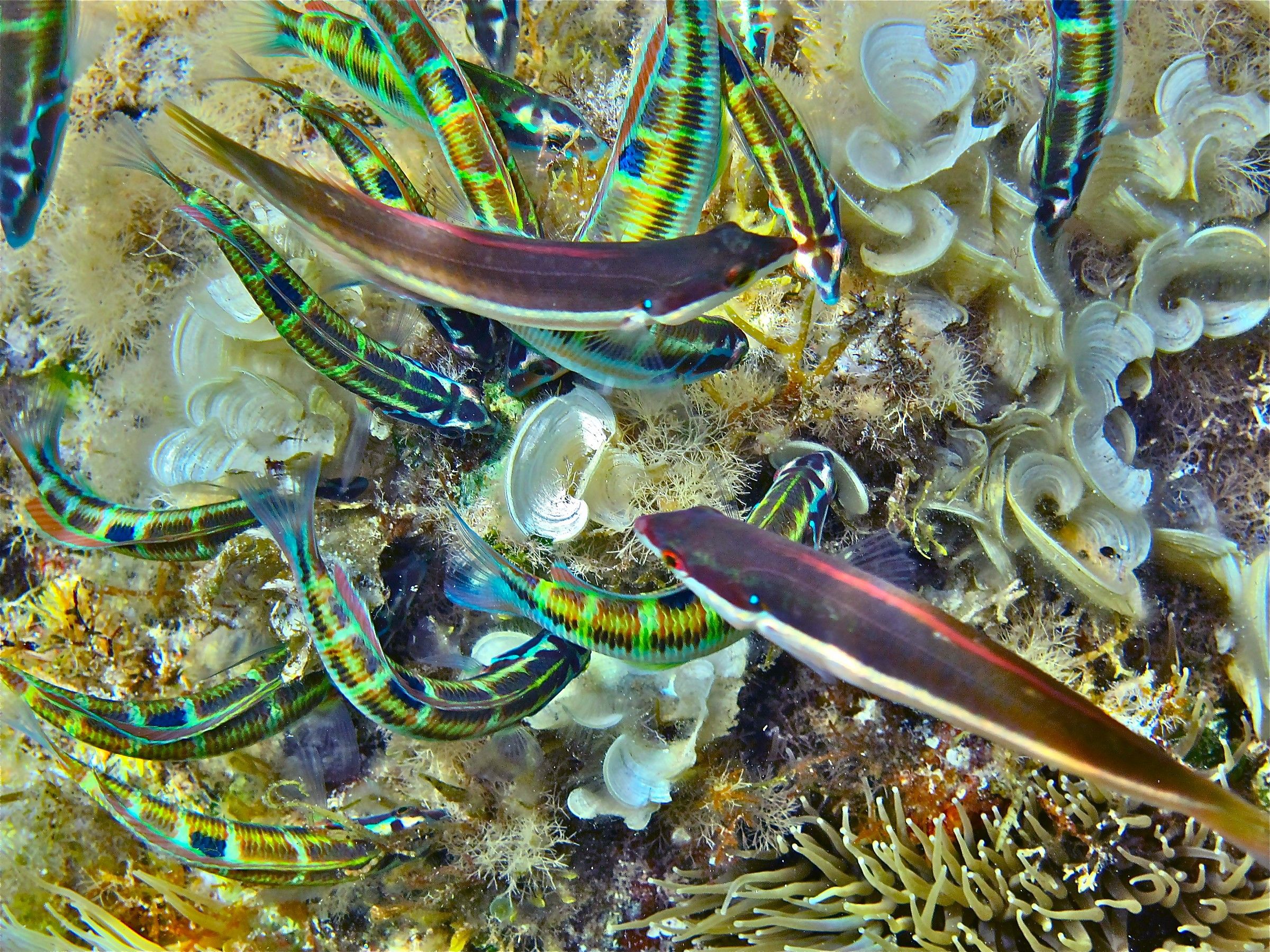 Engorgement of maidens