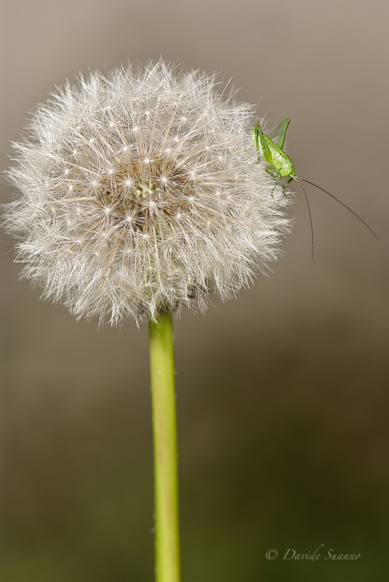 Dandelion with young cricket