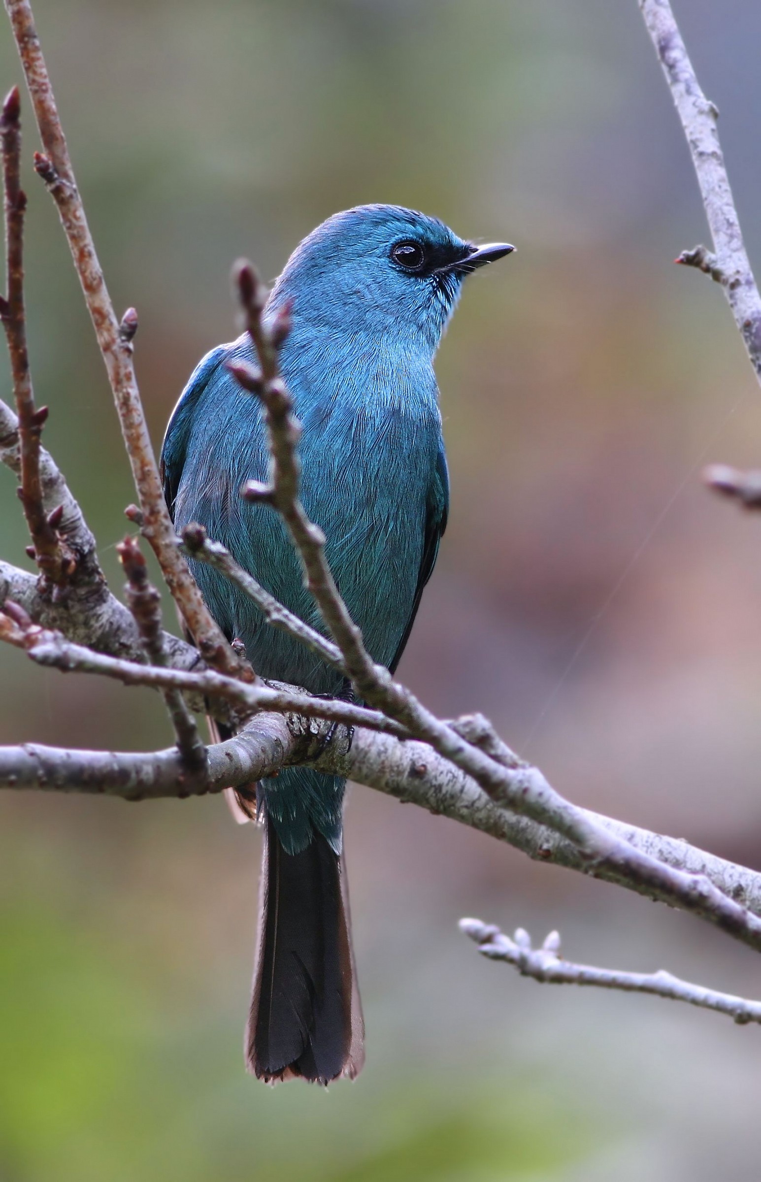 Verditer pigliamosche