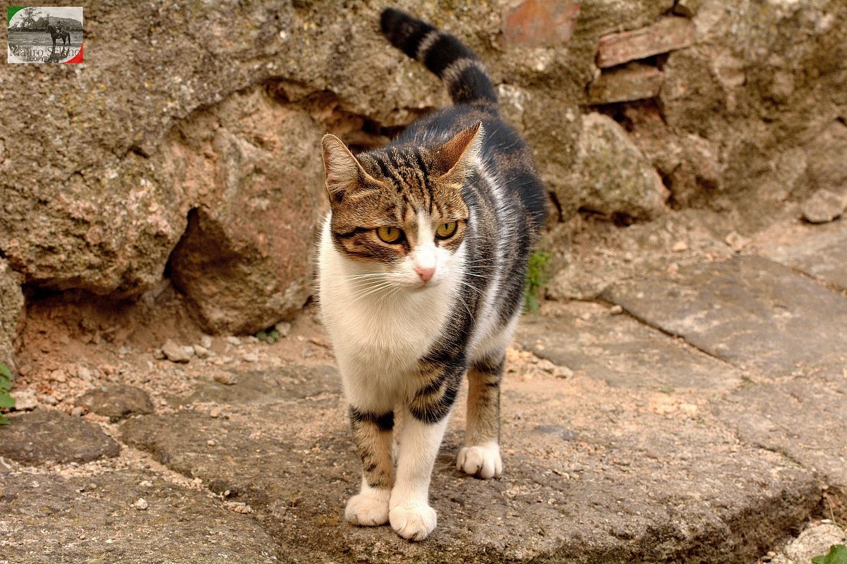 Gatto di Castel del Piano