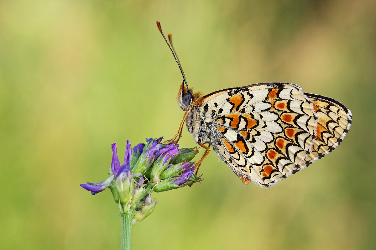 Melitaea phoebe