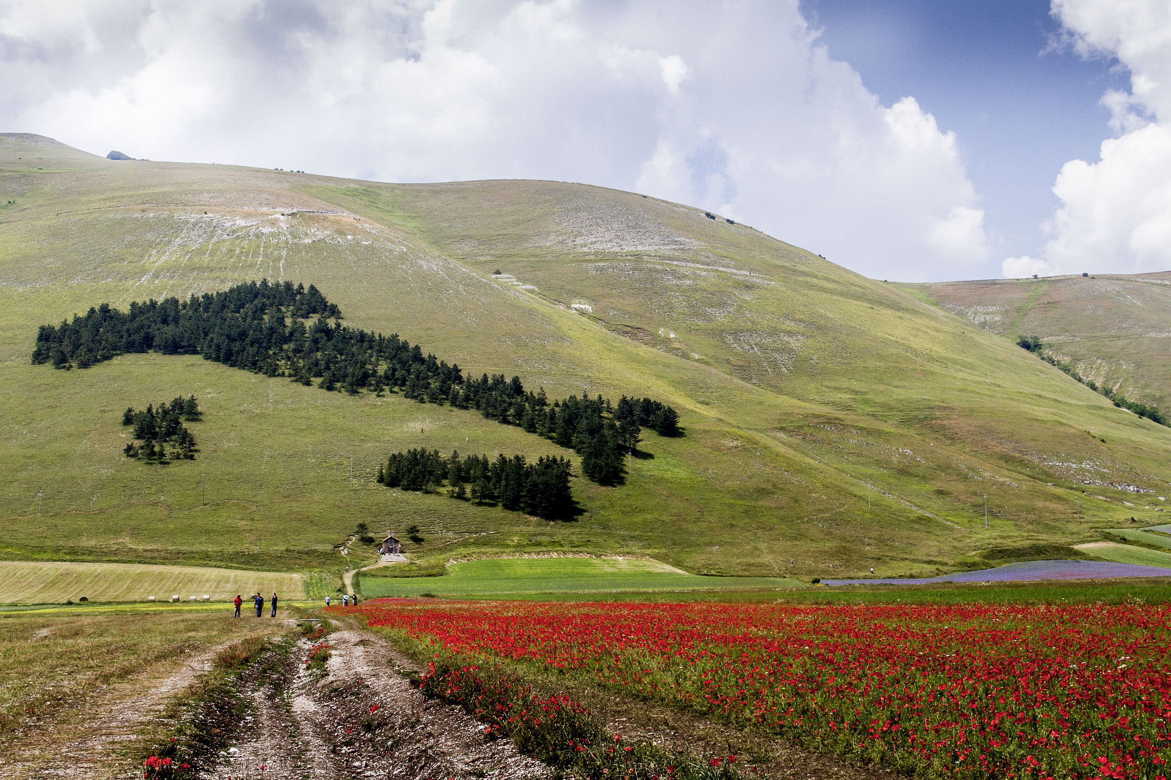 the Italian and colors