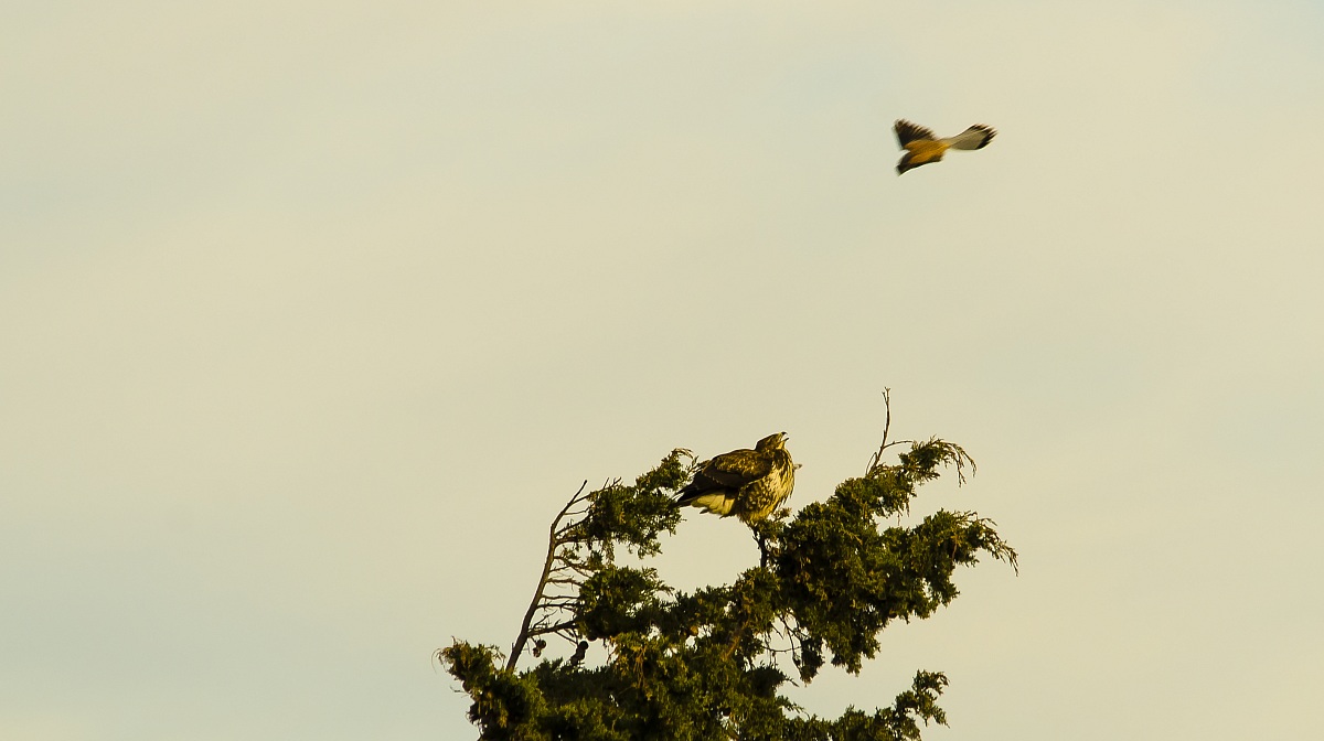 The attack of the kestrel